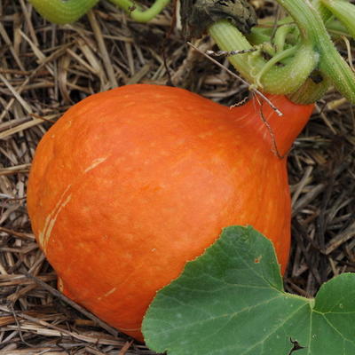 Courge potimarron (500g)